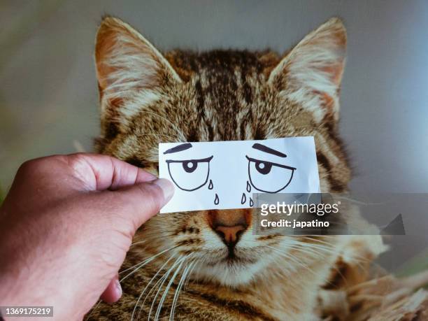cat - cry baby cartoon stock pictures, royalty-free photos & images