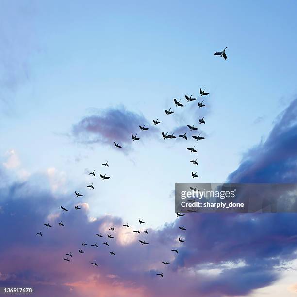 xl tierwanderung kanadagänsen - vogelschwarm formation stock-fotos und bilder