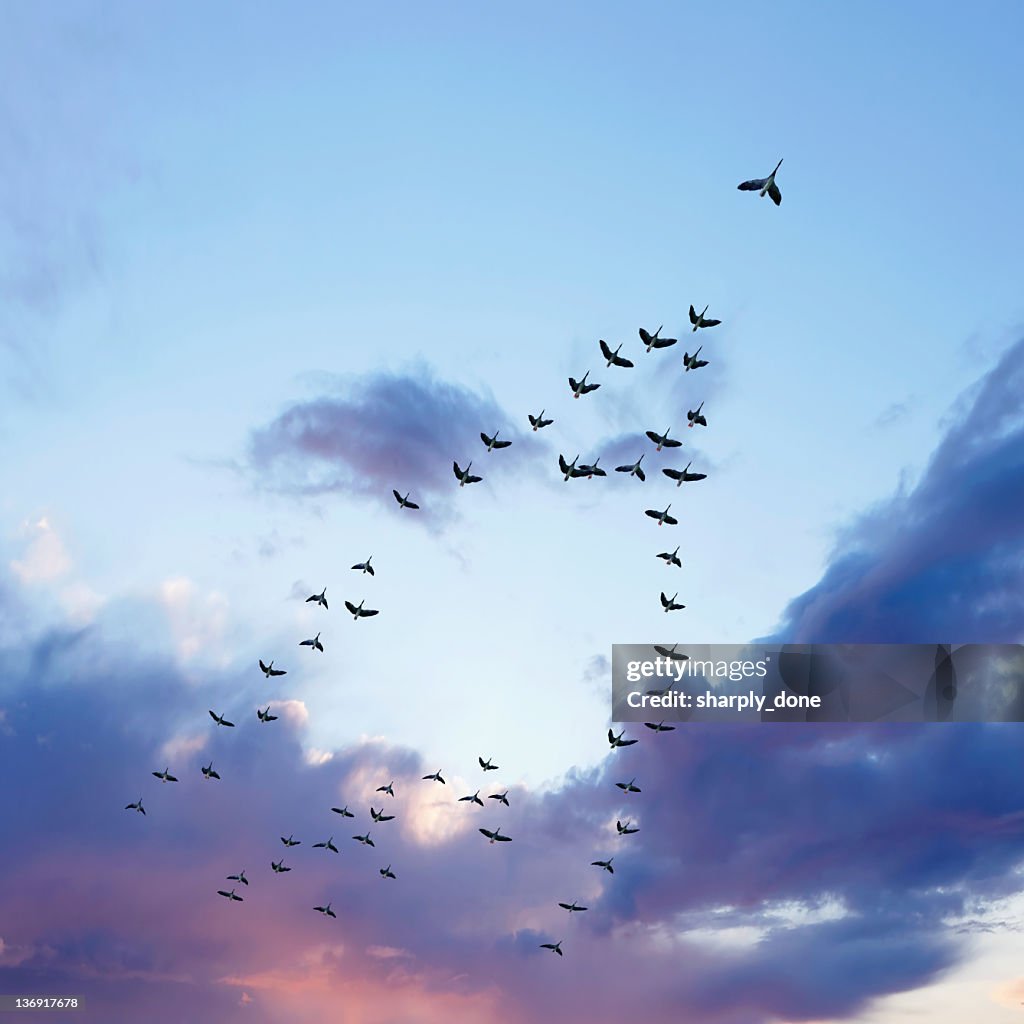 XL migrating canada geese