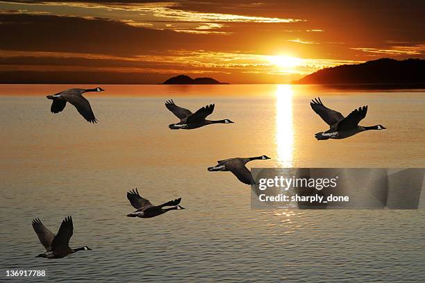 xl migrating canada geese - animal teamwork stockfoto's en -beelden