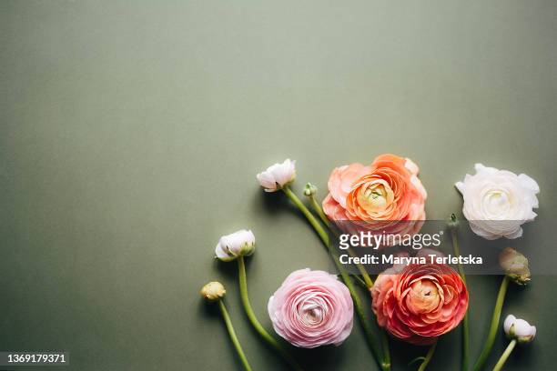 gray background with fresh buttercup flowers. floral background. happy easter. international women's day. mothers day. hello spring. valentine's day. festive background. multicolored flowers.  beautiful flowers. spring flowers. - ranunkel stock-fotos und bilder