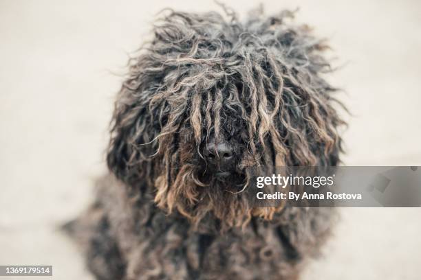 black puli dog looking at camera - puli stockfoto's en -beelden