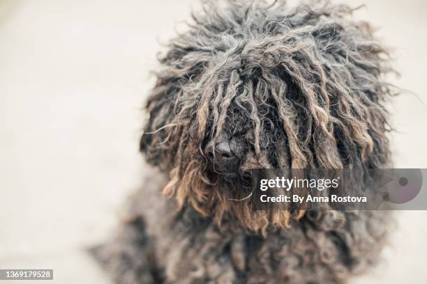 black puli dog looking at camera - puli stockfoto's en -beelden