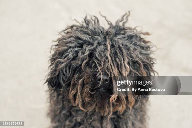 black puli dog looking at camera - pulis stock pictures, royalty-free photos & images