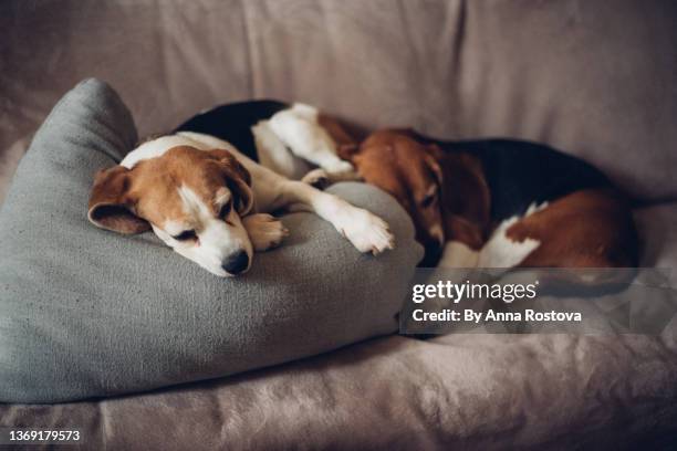 two beagle dogs lying down on bed resting - ビーグル ストックフォトと画像