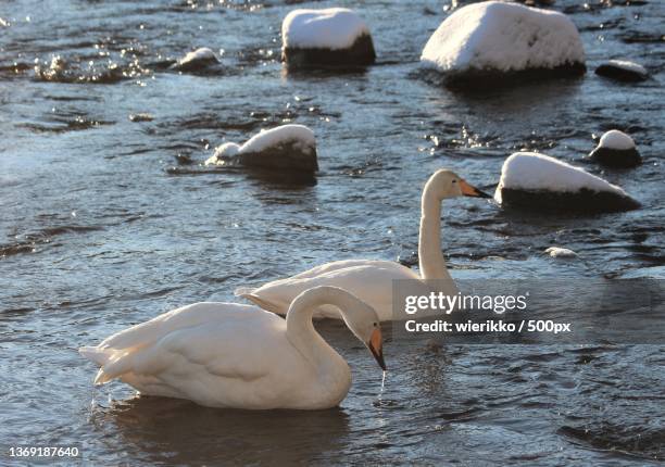 high angle view of swans swimming in lake,vilppula,finland - whooper swan stock-fotos und bilder