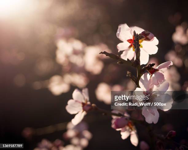 almond blossoms in sunset light,close-up of cherry blossoms in spring,spain - wolff stock pictures, royalty-free photos & images