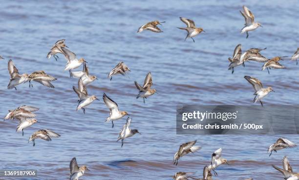 knot calidris canutus,a flock of seagulls - dunlin bird stock pictures, royalty-free photos & images