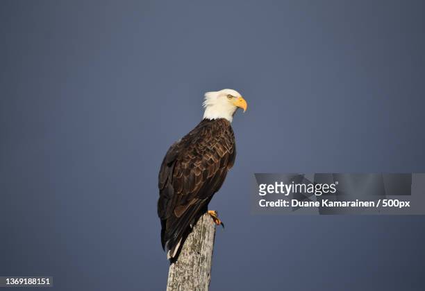6,864 Brown Eagle Photos and Premium High Res Pictures - Getty Images