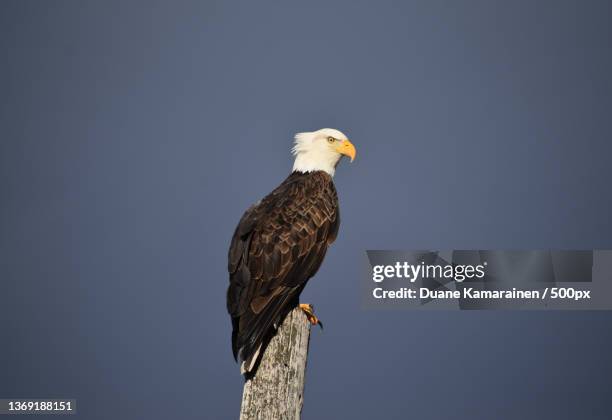 6,864 Brown Eagle Photos and Premium High Res Pictures - Getty Images 6,864 Brown Eagle Photos and Premium High Res Pictures - Getty Images