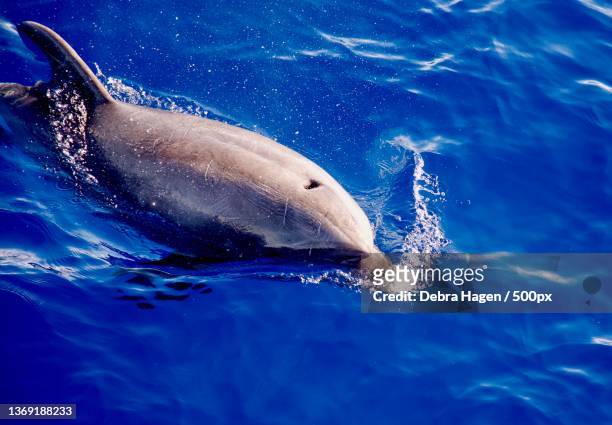 dolphin,high angle view of dolphin swimming in sea,maui,hawaii,united states,usa - maui dolphin stock pictures, royalty-free photos & images
