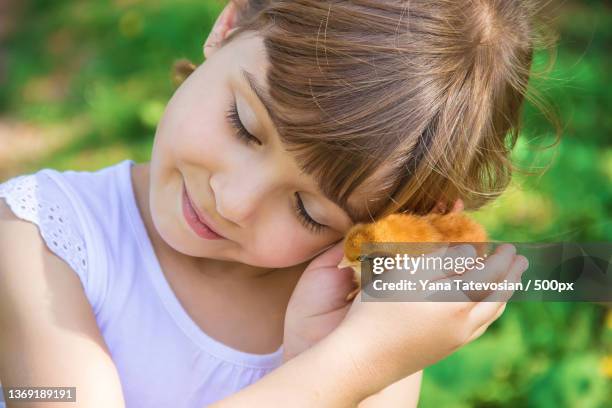 the child holds a chicken in his hands selective focus - downy duck ストックフォトと画像