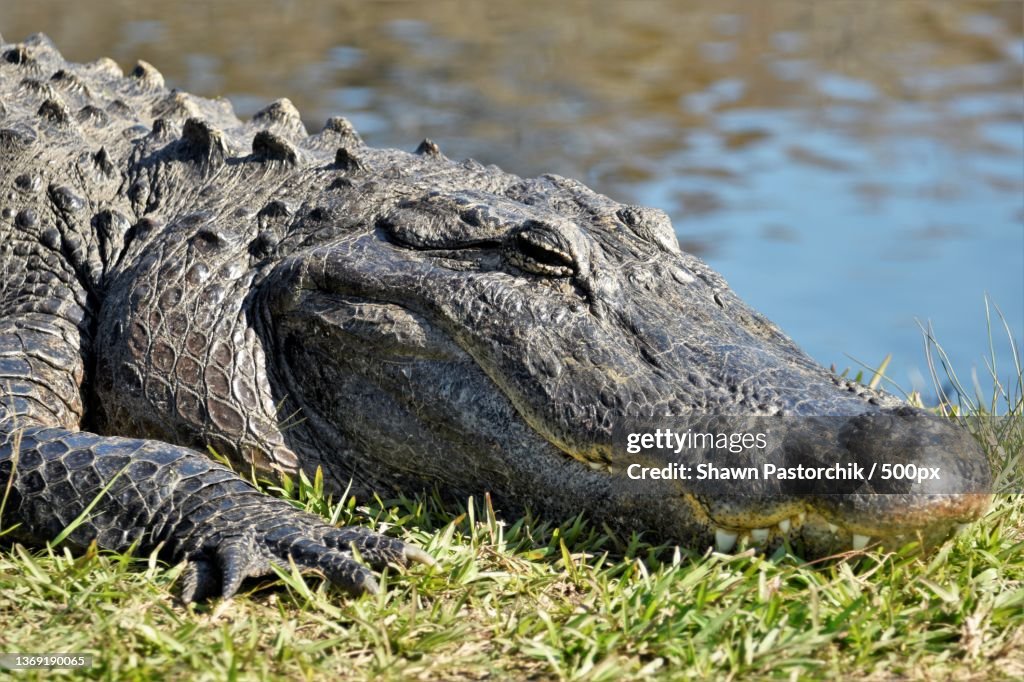 Happy Smiling Gator,Young american alligator,Gainesville,Florida,United States,USA