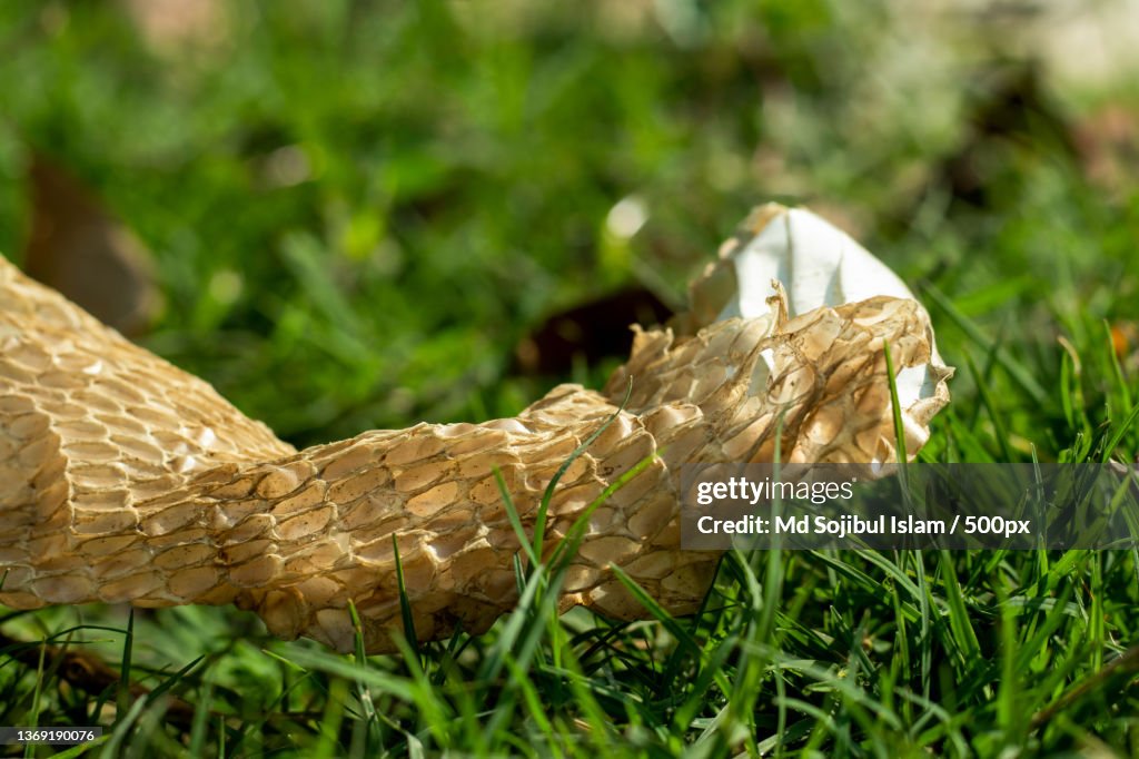 The shed skin of a snake after molting called Snakeskin,Bangladesh