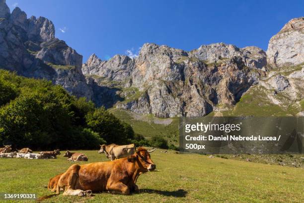 cattle resting on field against mountains,cantabria,spain - cantabria stock pictures, royalty-free photos & images
