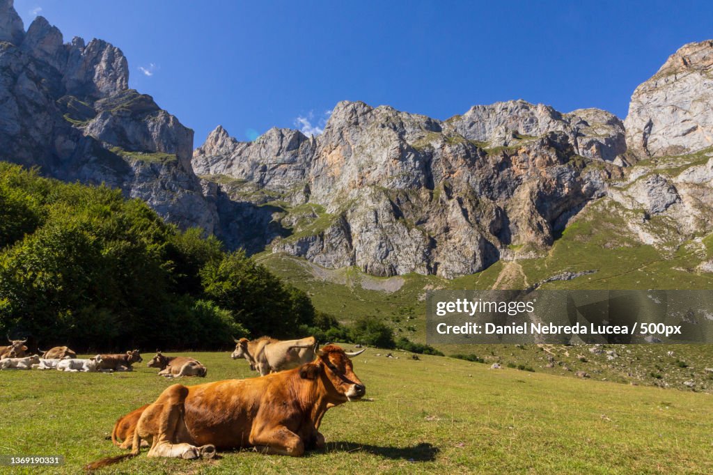Cattle resting on field against mountains,Cantabria,Spain