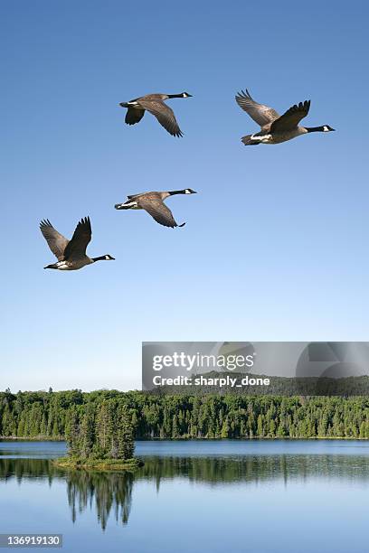 xxxl tierwanderung kanadagänsen - vogelschwarm stock-fotos und bilder