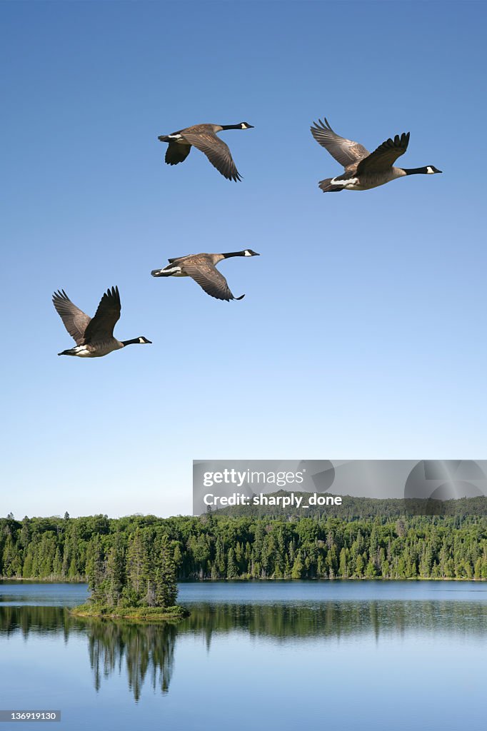 XXXL migration de bernaches du canada