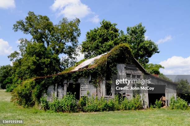 north carolina plants - kudzu stock pictures, royalty-free photos & images
