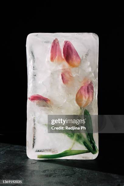 spring is coming. pink-lilac flowers tulips frozen in ice on a dark background with hard light. the concept of the arrival of spring. - lovely frozen leaves stock pictures, royalty-free photos & images