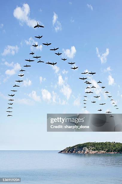 xl fliegender schwarm der gänse - kunstflug stock-fotos und bilder