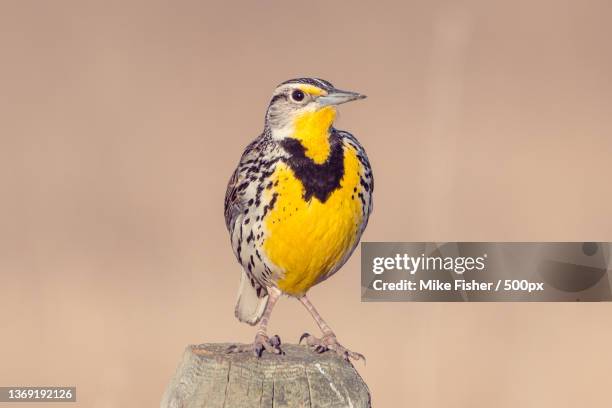 western meadowlark,close-up of meadowlark perching on wood,thornhill,manitoba,canada - meadowlark imagens e fotografias de stock