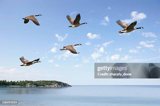 xxxl flying canada geese - dierlijke migratie stockfoto's en -beelden