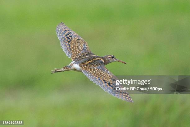 greater painted snipe,close-up of curlew flying outdoors,singapore - greater painted snipe stock pictures, royalty-free photos & images