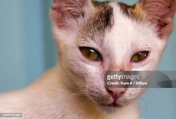 cats eyes,close-up portrait of cat,sylhet,bangladesh - sylhet stock pictures, royalty-free photos & images