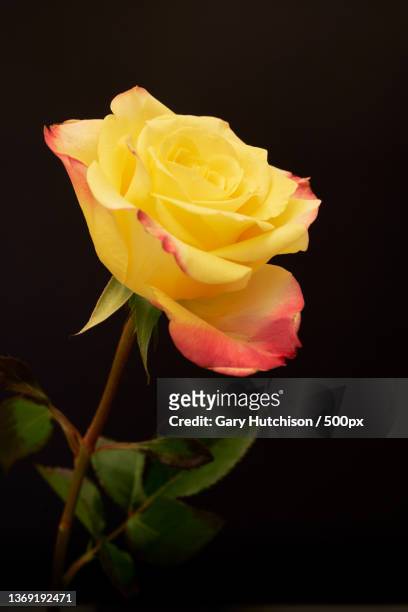 close-up of yellow rose against black background,indiana,united states,usa - enkele roos stockfoto's en -beelden