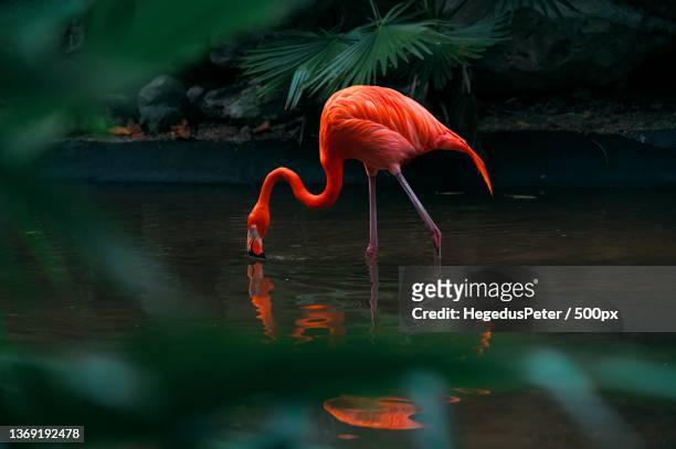 caribic flamingo,close-up of american greater flamingo in lake - flamingos fotografías e imágenes de stock