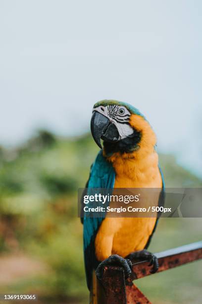 guacamaya resting on the fences,close-up of macaw perching on branch,valledupar,cesar,colombia - gold and blue macaw stock pictures, royalty-free photos & images