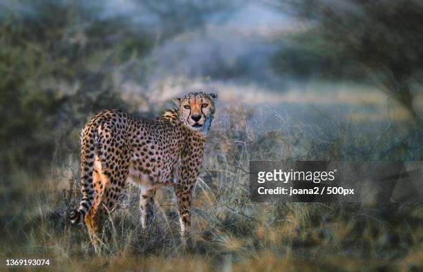 side view of cheetah standing on field,namibia - cheetah namibia stock pictures, royalty-free photos & images