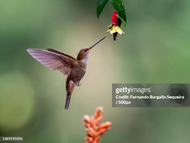 bronzy inca,close-up of rufous hummingbird flying by flowers - humming stock pictures, royalty-free photos & images