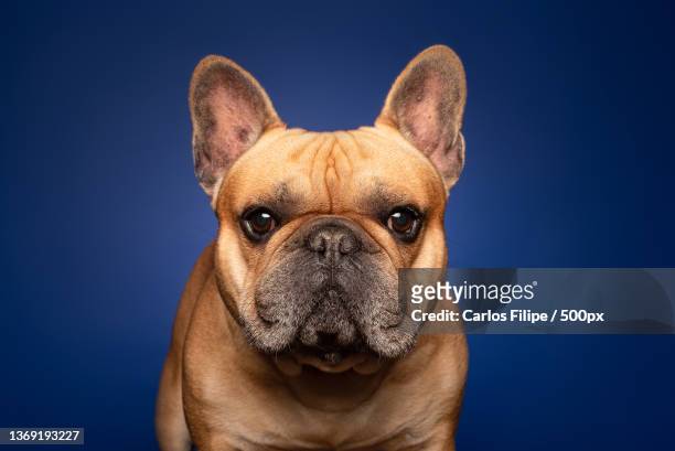 close-up portrait of french bullpurebred bullguard dog against blue background - french bulldog stock pictures, royalty-free photos & images