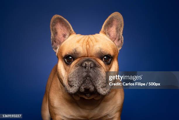 close-up portrait of french bullpurebred bullguard dog against blue background - french bulldog 個照片及圖片檔