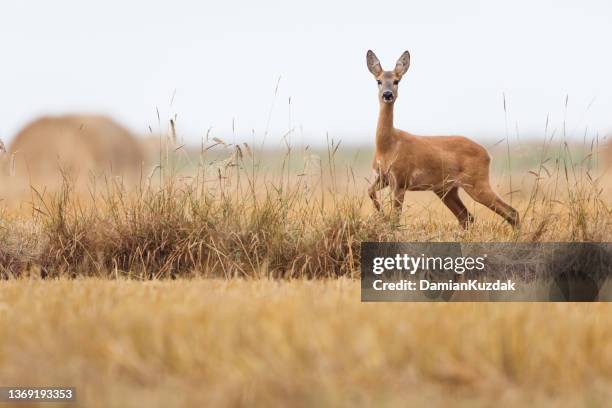 roe deer (capreolus capreolus) - a female deer stockfoto's en -beelden