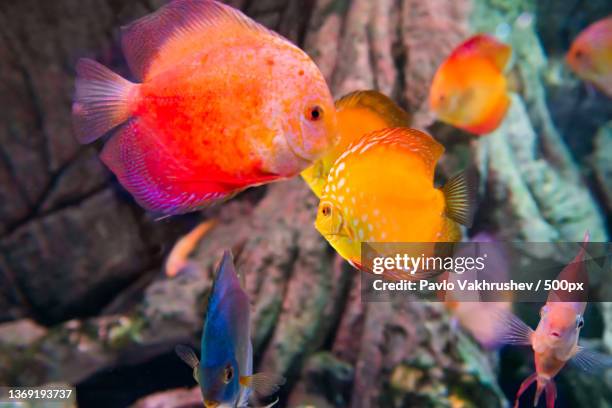 tropical colorful fishes symphysodon,close-up of cichlid swimming in aquarium - symphysodon stock pictures, royalty-free photos & images