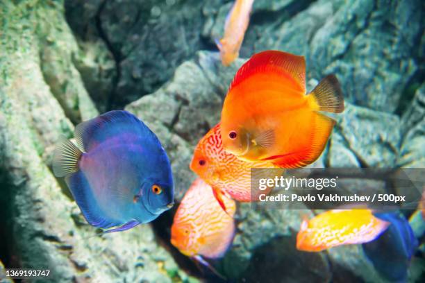 tropical colorful fishes symphysodon,close-up of tropical saltwater goldlyre swimming in aquarium - symphysodon stock pictures, royalty-free photos & images