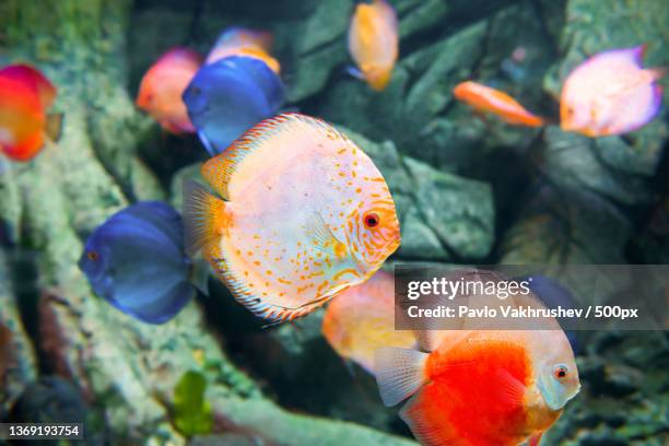 tropical colorful fishes symphysodon,close-up of saltwater fish swimming in aquarium - symphysodon stock pictures, royalty-free photos & images