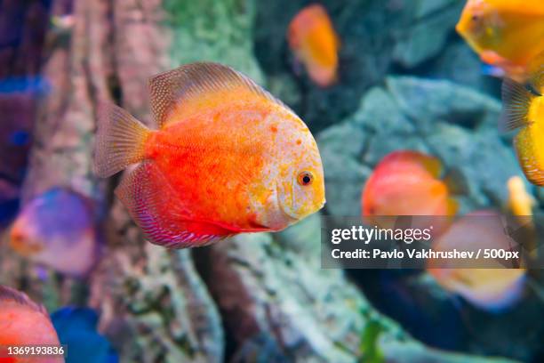 tropical colorful fishes symphysodon,close-up of goldfish swimming in water - symphysodon stock pictures, royalty-free photos & images