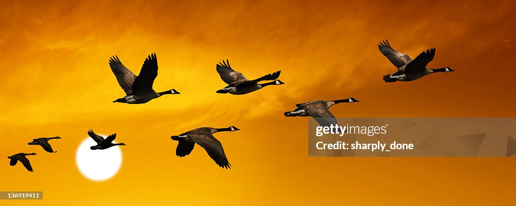 XL migrating canada geese