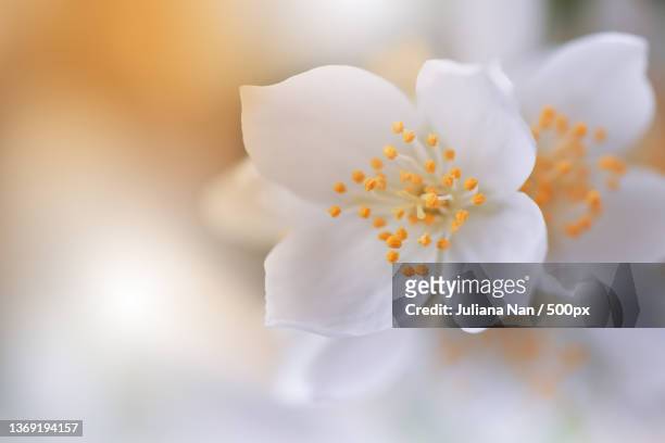 white jasmine flowers,close-up of white cherry blossom - stamen stock pictures, royalty-free photos & images