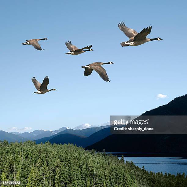xxl canada geese - bird flying towards stock pictures, royalty-free photos & images