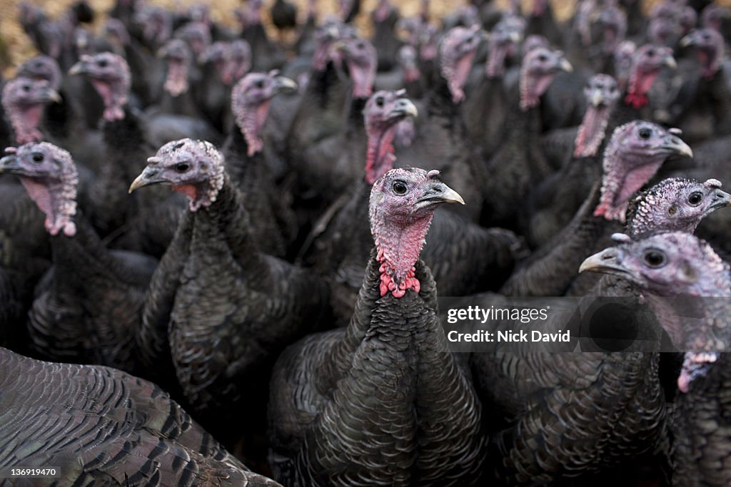 Bronze free-range turkeys