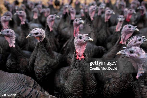 bronze free-range turkeys - group of animals stock pictures, royalty-free photos & images