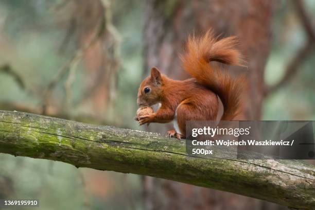close-up of american red squirrel on branch - american red squirrel stock pictures, royalty-free photos & images