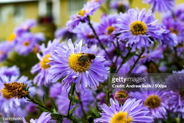 close-up of bee pollinating on purple flowers - aster stock pictures, royalty-free photos & images
