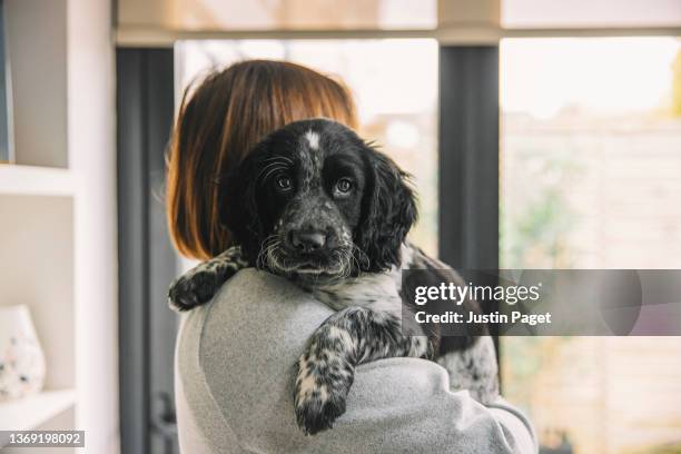 woman holding a cocker spaniel puppy - cocker fotografías e imágenes de stock