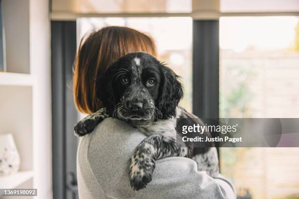 woman holding a cocker spaniel puppy - cocker spaniel bildbanksfoton och bilder